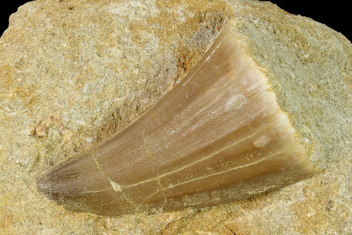 Mosasaur (Mosasaurus) Tooth In Rock - Morocco #155372
